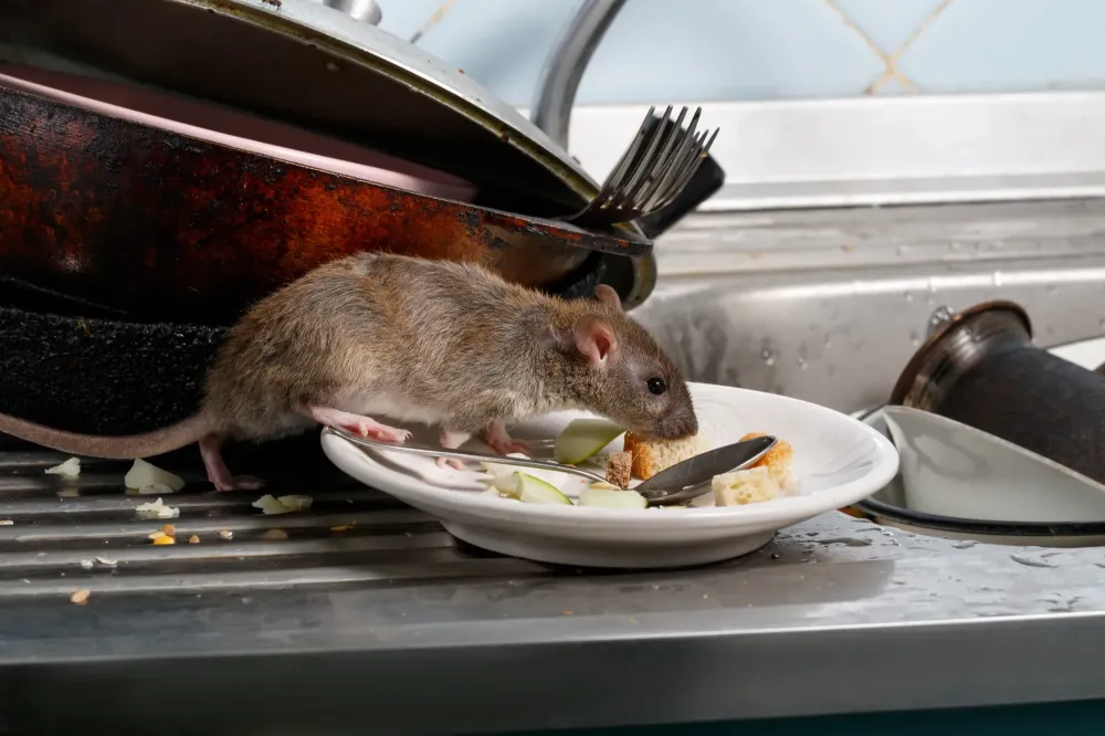 rat