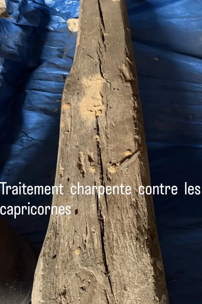 traitement de charpente contre xylophages (9)