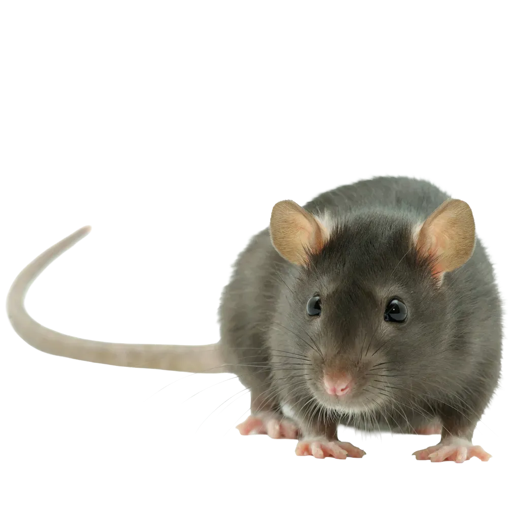 rat
